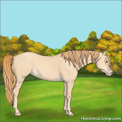 Horse Color:Gold Champagne Dun