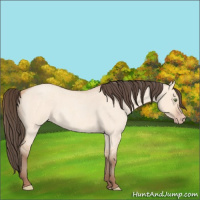 Horse Color:Amber Champagne Roan Dun 