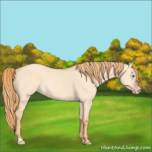 Horse Color:Gold Champagne Dun 