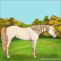 Horse Color:Gold Champagne Dun 