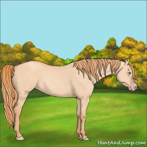 Horse Color:Gold Champagne Dun