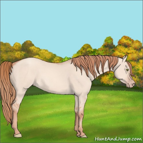 Horse Color:Gold Champagne Dun 