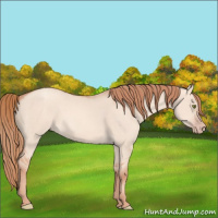Horse Color:Gold Champagne Dun 