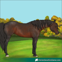 Horse Color:Liver Chestnut 