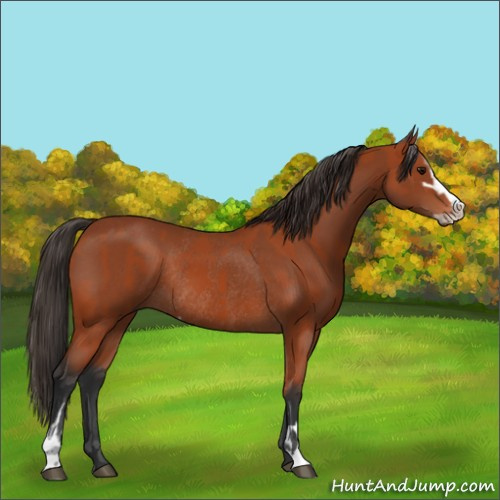 Horse Color:Bay Sabino Rabicano and Bay Sabino Rabicano