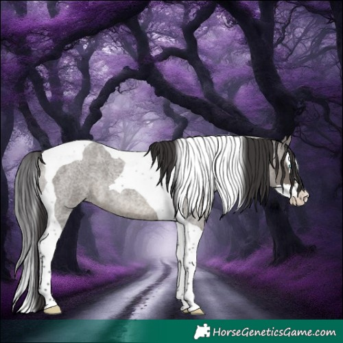 Horse Color:Smoky Grullo Roan Splash Tobiano 