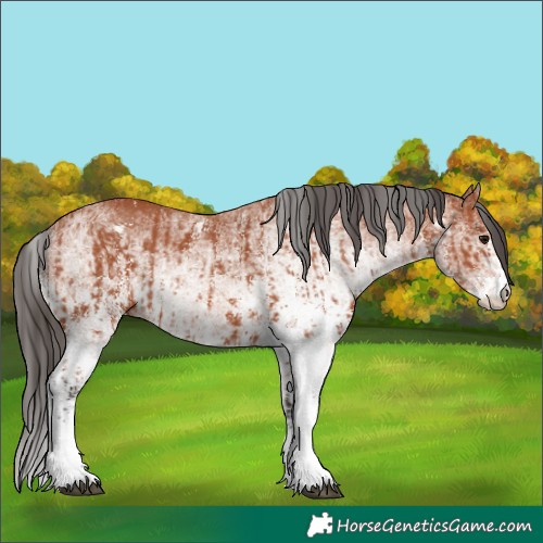 Horse Color:Bay Sabino Rabicano  and White Spotted Bay Rabicano 