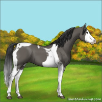 Horse Color:Grullo Splash Tobiano