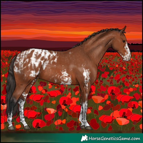 Horse Color:Bay Sabino Rabicano and Bay Sabino Blanket Rabicano