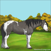 Horse Color:Grullo Splash Tobiano