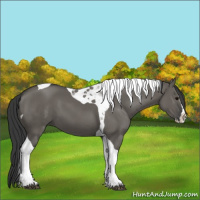 Horse Color:Grullo Splash Tobiano 