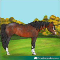 Horse Color:Brown Rabicano 