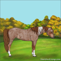 Horse Color:Gray Red Roan Tobiano 