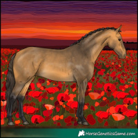 Horse Color:Buckskin 