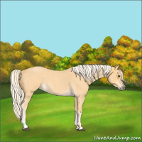 Horse Color:Palomino Roan Tobiano 