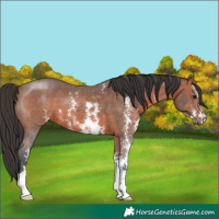Horse Color:Bay Sabino 