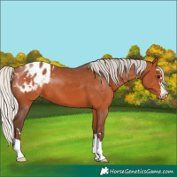 Horse Color:Silver Bay Blanket 