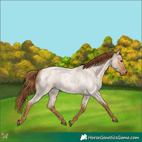 Horse Color:Red Dun Roan