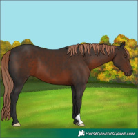 Horse Color:Liver Chestnut 
