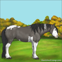 Horse Color:Grullo Splash Tobiano 
