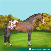 Horse Color:Bay Sabino Appaloosa