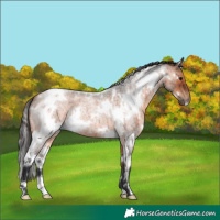 Horse Color:White Spotted Bay Roan