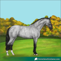 Horse Color:Gray Blue Roan 