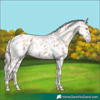 Horse Color:Amber Champagne Appaloosa  and Silver Amber Champagne Appaloosa 