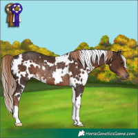 Horse Color:White Spotted Liver Chestnut Rabicano 