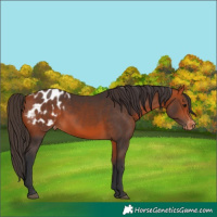 Horse Color:Bay Appaloosa