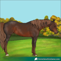 Horse Color:Liver Chestnut 