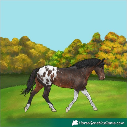 Horse Color:Brown Tobiano Appaloosa 