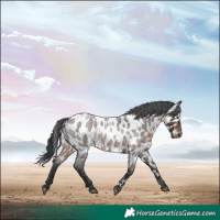 Horse Color:Brown Roan Appaloosa Rabicano 