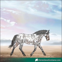 Horse Color:Brown Roan Near Leopard Rabicano 