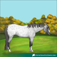 Horse Color:Blue Roan Appaloosa 