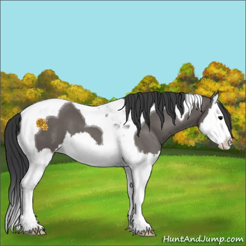 Horse Color:Grullo Splash Tobiano 