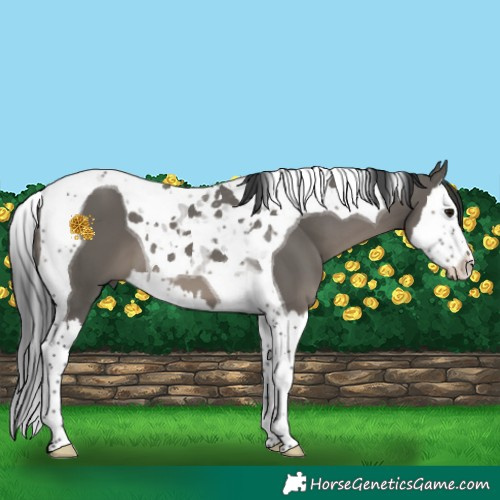 Horse Color:Grullo Splash Tobiano 