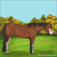 Horse Color:Bay Sabino Rabicano  and Bay Sabino 