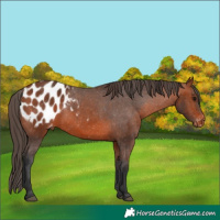 Horse Color:Bay Appaloosa