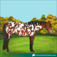 Horse Color:Bay Appaloosa
