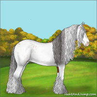 Horse Color:Bay Sabino Rabicano and Bay Sabino Rabicano