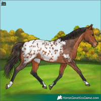Horse Color:Bay Near Leopard 