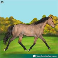 Horse Color:Bay Dun Rabicano 