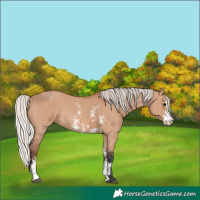 Horse Color:Bay Dun Sabino Rabicano  and Silver Bay Dun Sabino Rabicano 
