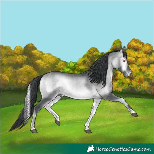 Horse Color:Brown Chinchilla Onyx 