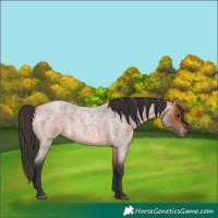 Horse Color:Bay Roan 
