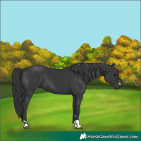 Horse Color:Black 