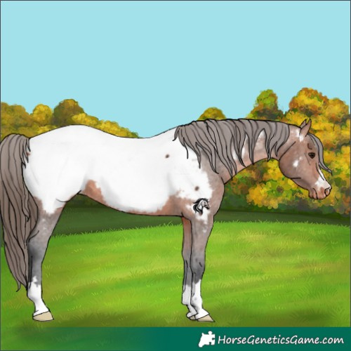 Horse Color:Bay Appaloosa 