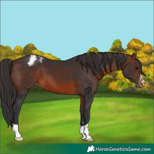 Horse Color:Brown Appaloosa 