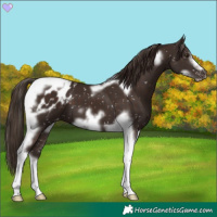 Horse Color:Liver Chestnut Tobiano Frame Appaloosa 
